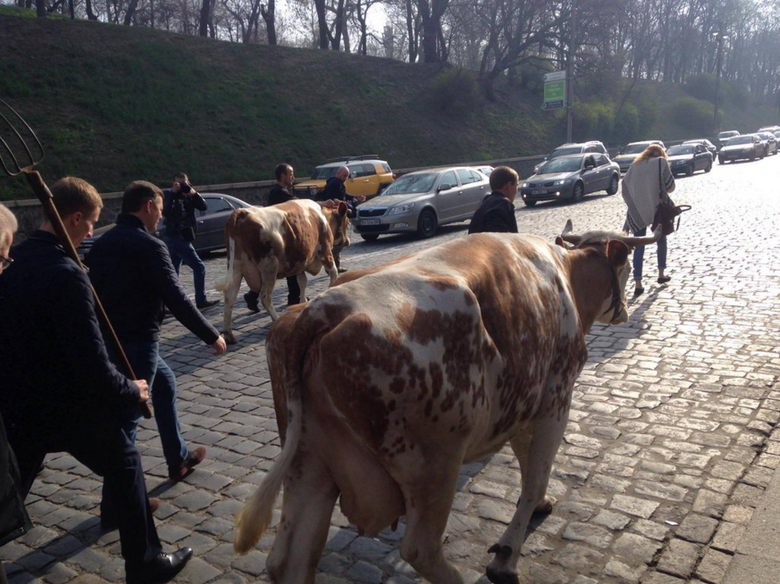 Лідер Радикальної партії Олег Ляшко влаштував черговий перформанс: вулицею Грушевського в бік Кабміну він піднявся в супроводі двох корів.