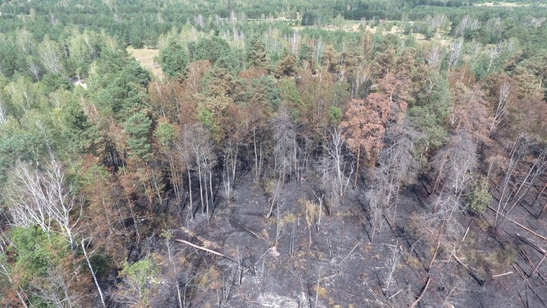 29 липня о 14:55 Головне управління ДСНС в Київській області отримало повідомлення про пожежу трав'яного настилу та лісової підстилки окремими осередками на площі близько 3 га.