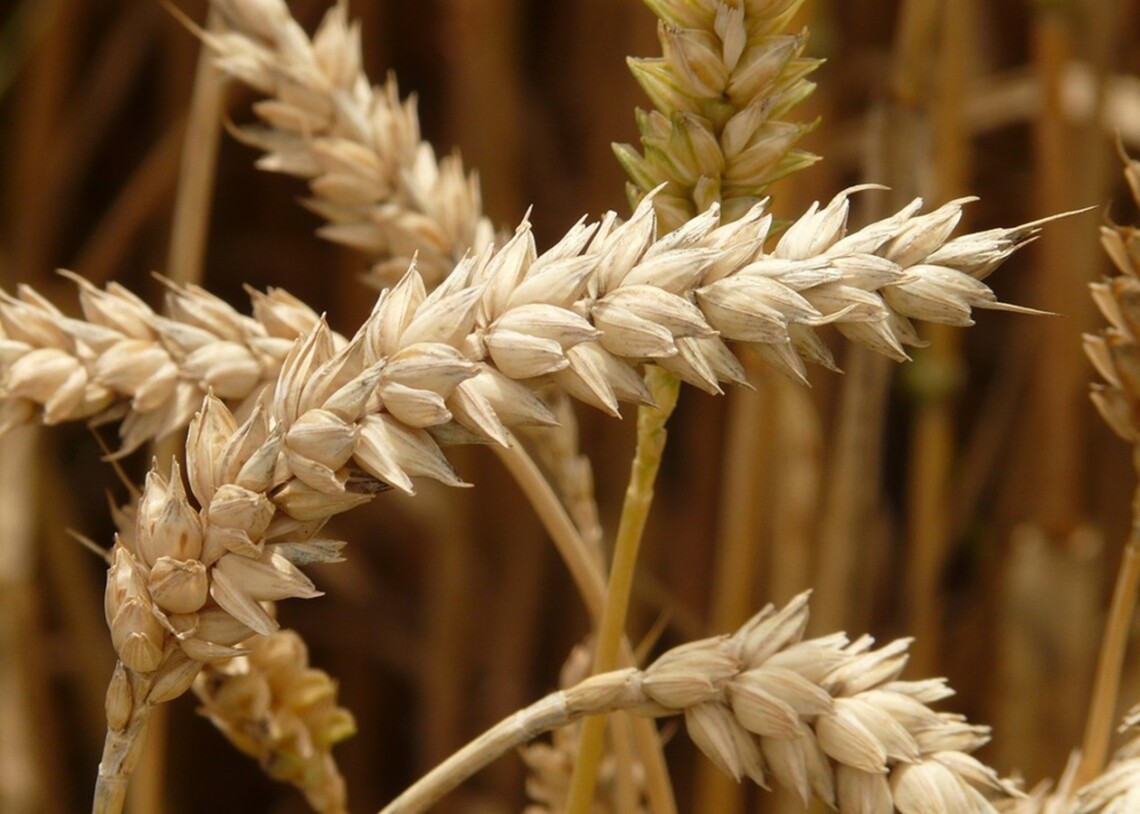 Правительство Молдовы пока не будет присоединяться к запрету на импорт некоторых зерновых и масличных культур из Украины.