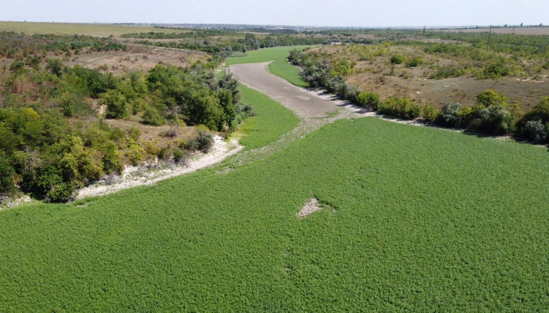 Осушенная территория Каховского водохранилища покрывается растительностью, поэтому учёные говорят, что опустынивания не будет.