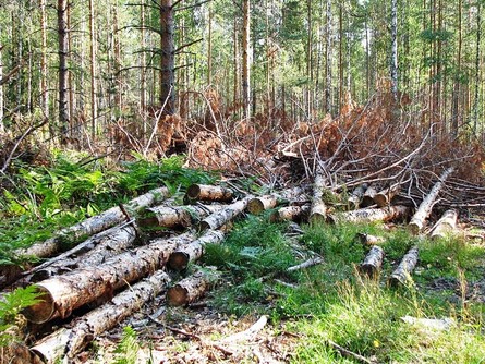 Губернатор Буковины Александр Фищук знает о проблеме незаконной вырубки леса в Карпатах, но бороться с проблемой не готов – мол, нет доказательств.