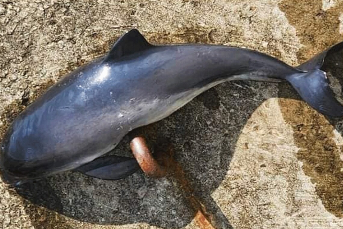 Основная причина гибели дельфинов — активность сонаров субмарин и надводных лодок россиян в Черном море.