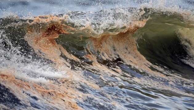 На временно оккупированных территориях Херсонщины морская вода стала опасна не только для людей, но и для морской фауны.