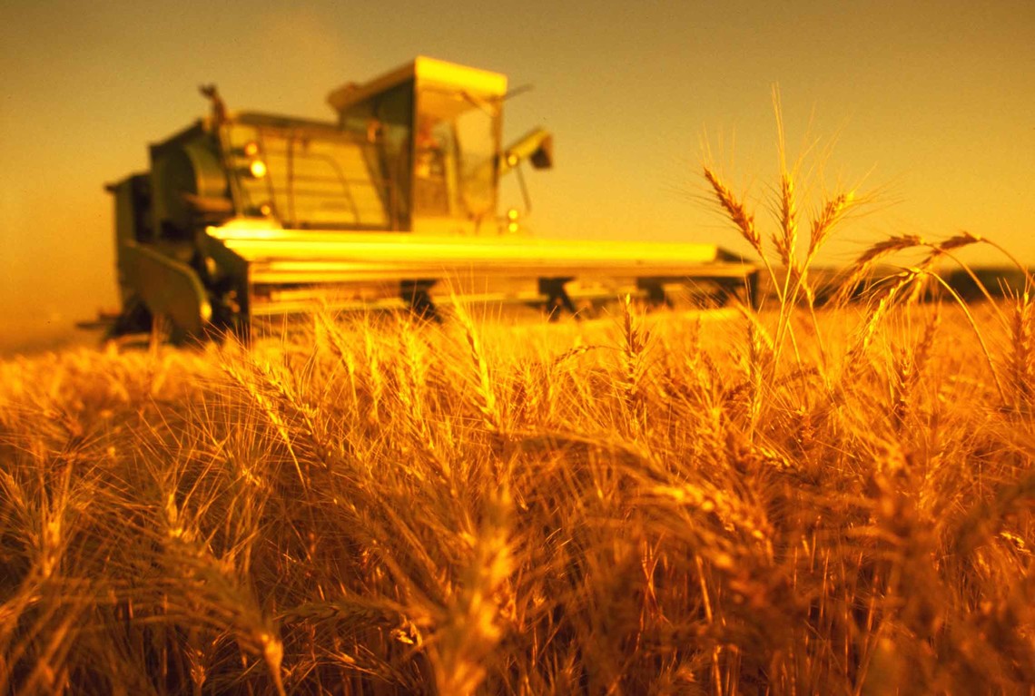 Аграрии Омской области собрали не менее 1 млн. 923 тыс. тонн зерна