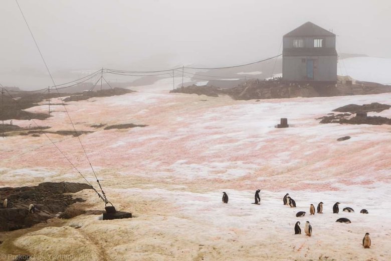В Антарктиді сніг став малинового та зеленого кольору у районі української антарктичної станції Академік Вернадський.