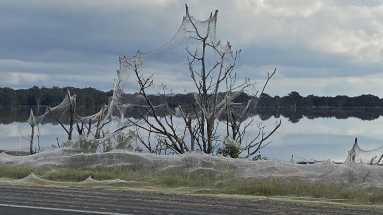 Новое чудо в Австралии - огромная паутина закрыла дороги и деревья. Ученые объяснили это работой пауков после многодневных ливней.