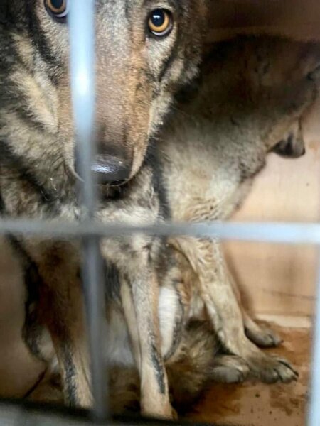В аеропорту Бориспіль викрили контрабанду трьох живих вовків - диких тварин намагалися видати за собак породи лайка.