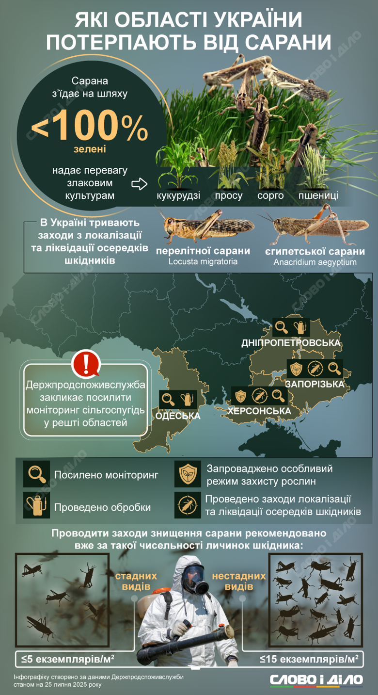 Урожаи кукурузы, проса, пшеницы и сорго на юге Украины – под угрозой из-за перелетной и египетской саранчи. Слово и дело собрало данные Госпродпотребслужбы по областям Украины, где и каким образом борются с саранчой.