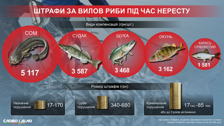 За незаконну риболовлю можна отримати штраф до 84 тисяч гривень або до трьох років ув'язнення. Скільки штрафів вдалося стягнути з браконьєрів та яких збитків вони завдали державі – на інфографіці.