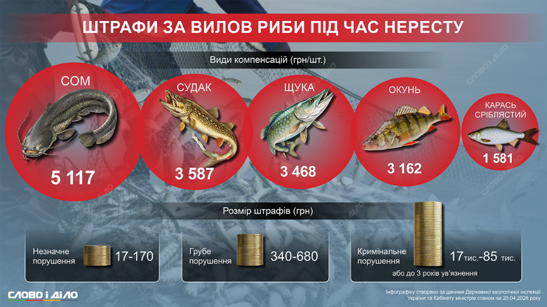 За незаконный лов рыбы грозит штраф до 84 тысяч гривен или до трех лет лишения свободы. Сколько штрафов удалось взыскать с браконьеров и какой ущерб они нанесли государству – на инфографике.