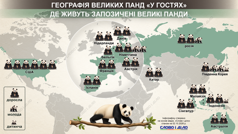 КНР уже много лет использует больших панд как часть своей мягкой силы. На инфографике Слово и дело – сколько пушистиков сейчас арендуют у Китая другие страны.