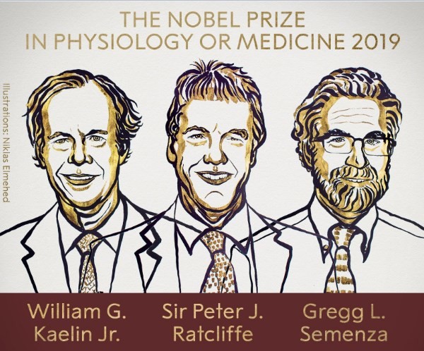 Нобелевская премия по медицине за 2019 год присуждена Уильяму Келину, Петеру Ратклиффу и Греггу Семенце за открытие, как живые клетки реагируют на присутствие кислорода.