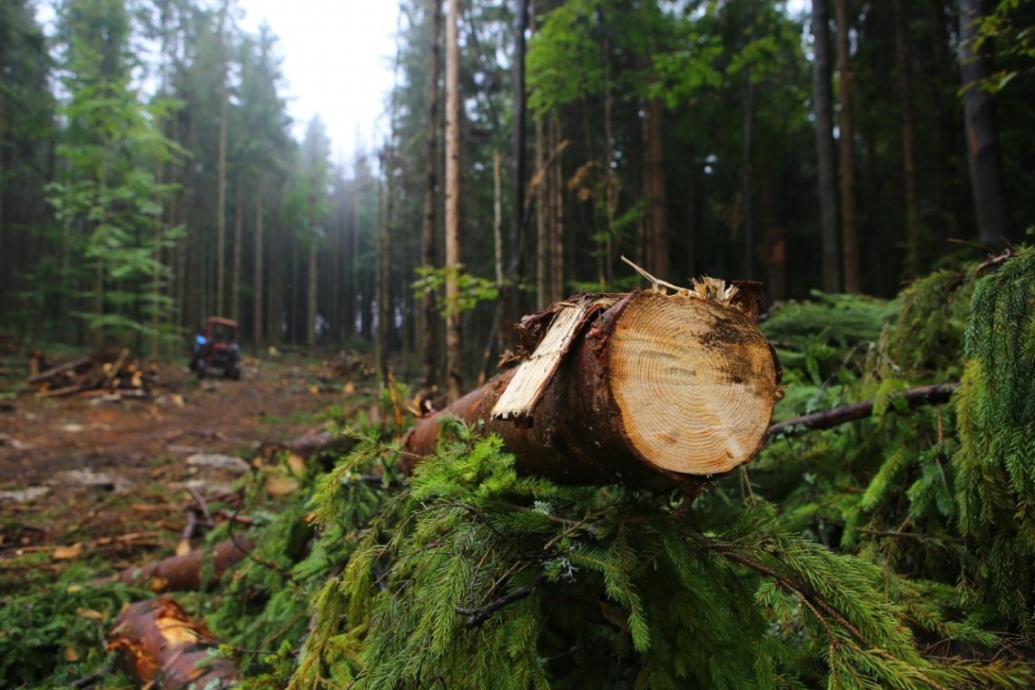 Вирубка лісу. В Україні з початку 2020 року об`єм незаконних рубок лісів зменшився на 34%.
