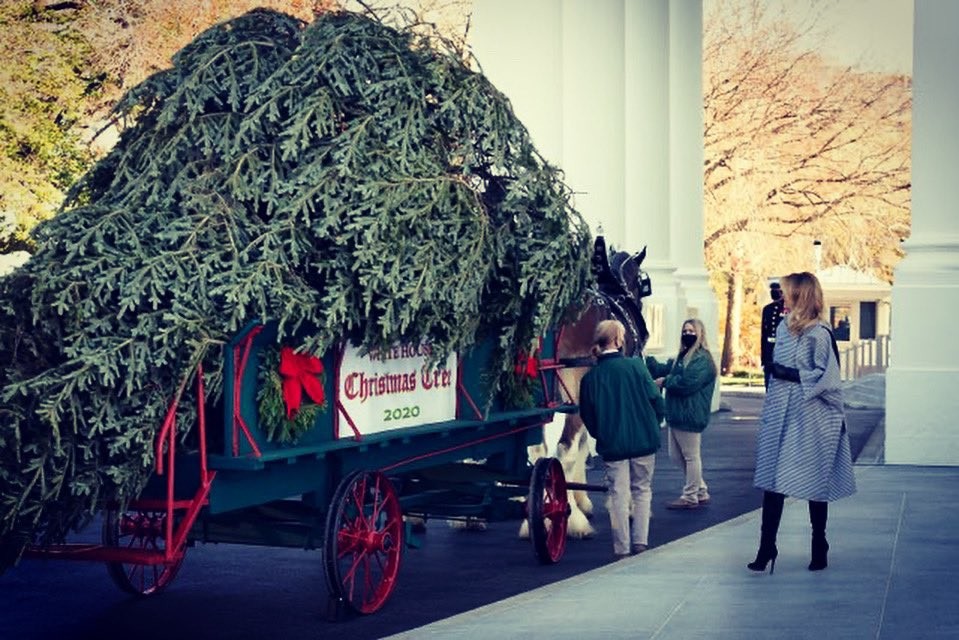 Різдво у президента. У Білий дім привезли різдвяну ялинку. Дерево підвезли на кареті, запряженій кіньми з дзвониками.  Зустрічала їх перша леді США Меланія Трамп. Дерево прикрашатиме Блакитну кімнату Білого дому.