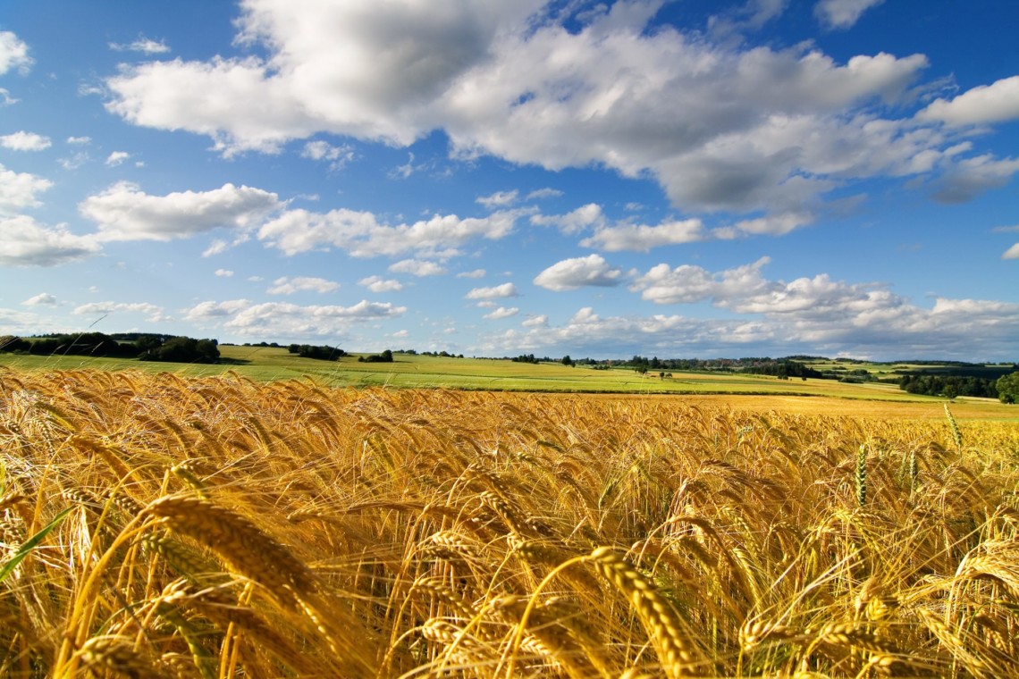 В Украине с 4 декабря вступил в силу закон о функционировании Государственного аграрного реестра.