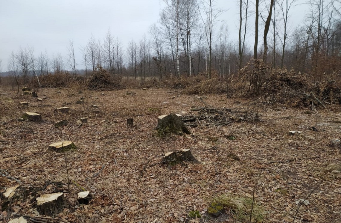 На территории Бабичовского сельского совета в Житомирской области Государственная экологическая инспекция обнаружила признаки незаконной вырубки леса. Общая сумма ущерба составляет около 6,3 млн грн.