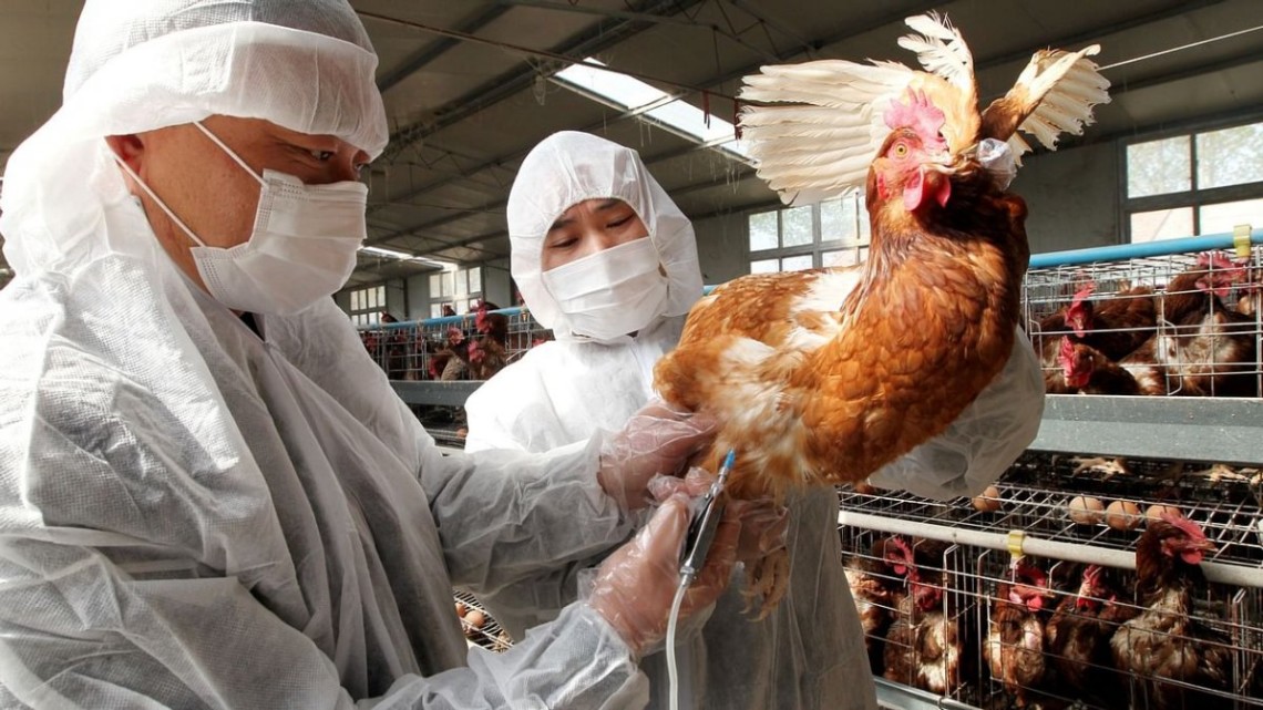 У місті Соса префектури Тіба на сході Японії на фермі, де стався спалах пташиного грипу, знищать понад 250 тисяч курей.