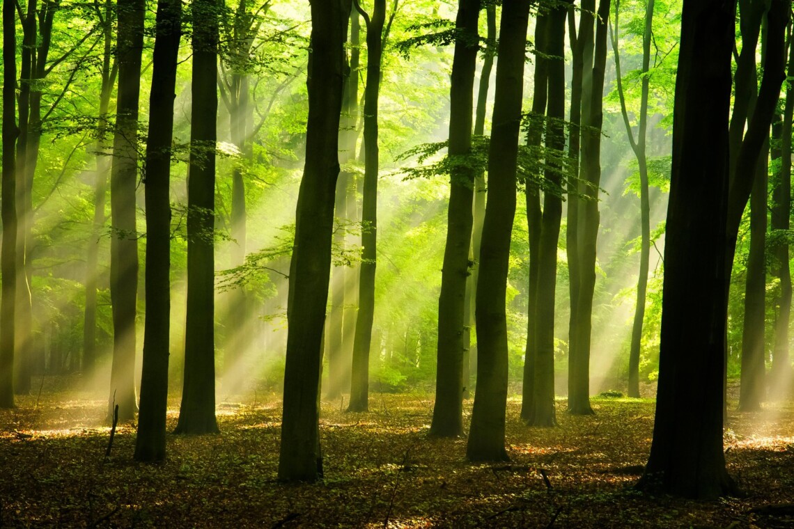 В Украине суммарно есть 10 млн гектар леса. В ведении Гослесагентства находится 7,6 млн гектар