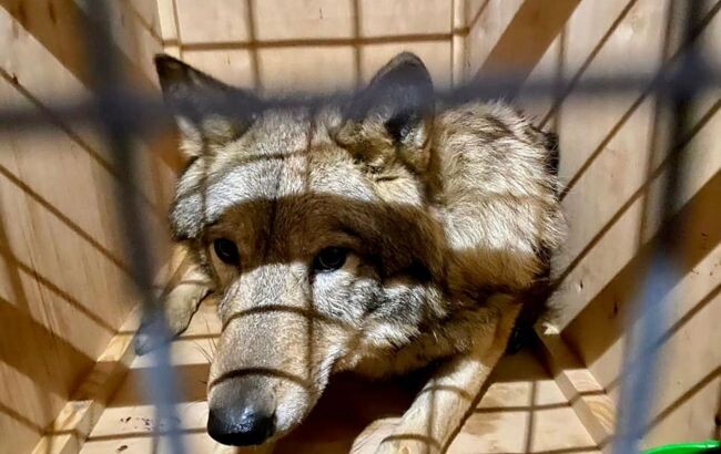 В аеропорту Бориспіль викрили контрабанду трьох живих вовків - диких тварин намагалися видати за собак породи лайка.