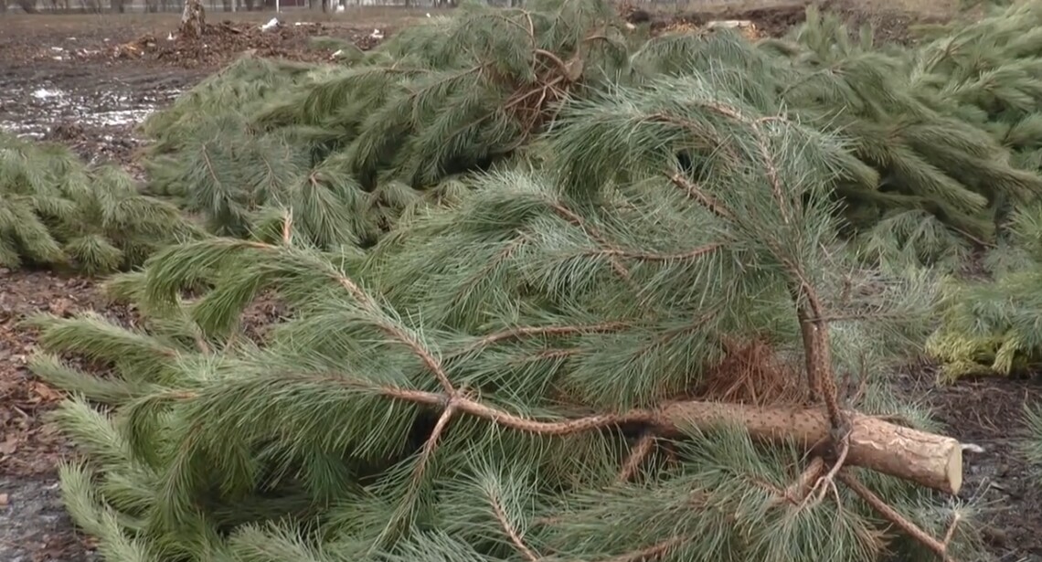 Продавці новорічних ялинок влаштували на околиці Києва стихійне звалище непроданих дерев. Ялинки залишили на узбіччі дороги на Мінському масиві.