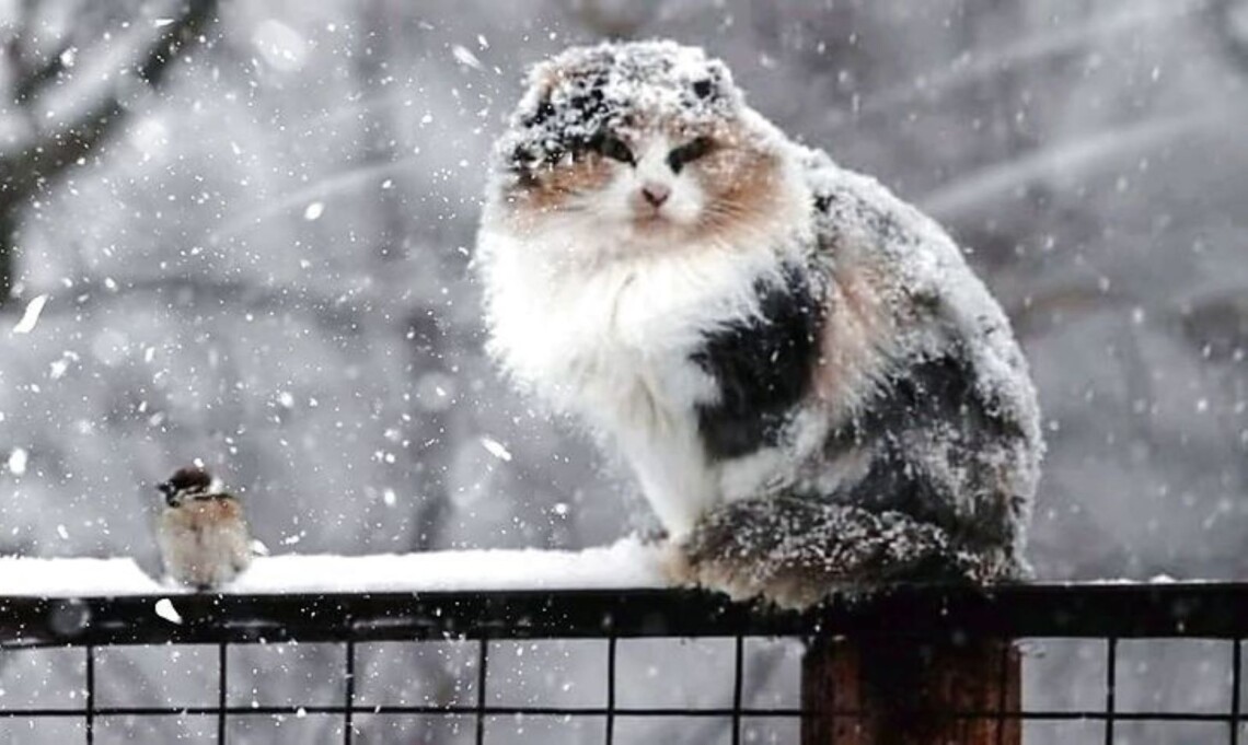 Завтра, 17 января, в Украине ожидается холодная и ветреная погода с осадками. Синоптики предупреждают о значительных осадках в виде снега.