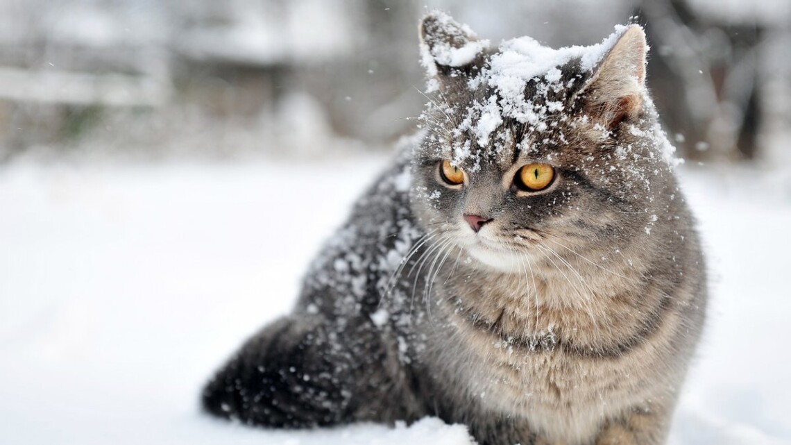 В Україні 22-23 січня снігопади зміняться на дрібний сніг. Вдень буде приблизно 2-3 градуси морозу.