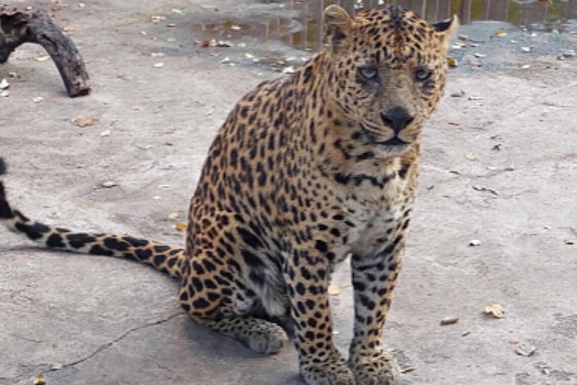 В результате обстрелов российских оккупантов в зоопарке Мариуполя погибли 19 животных, сообщили в мэрии.