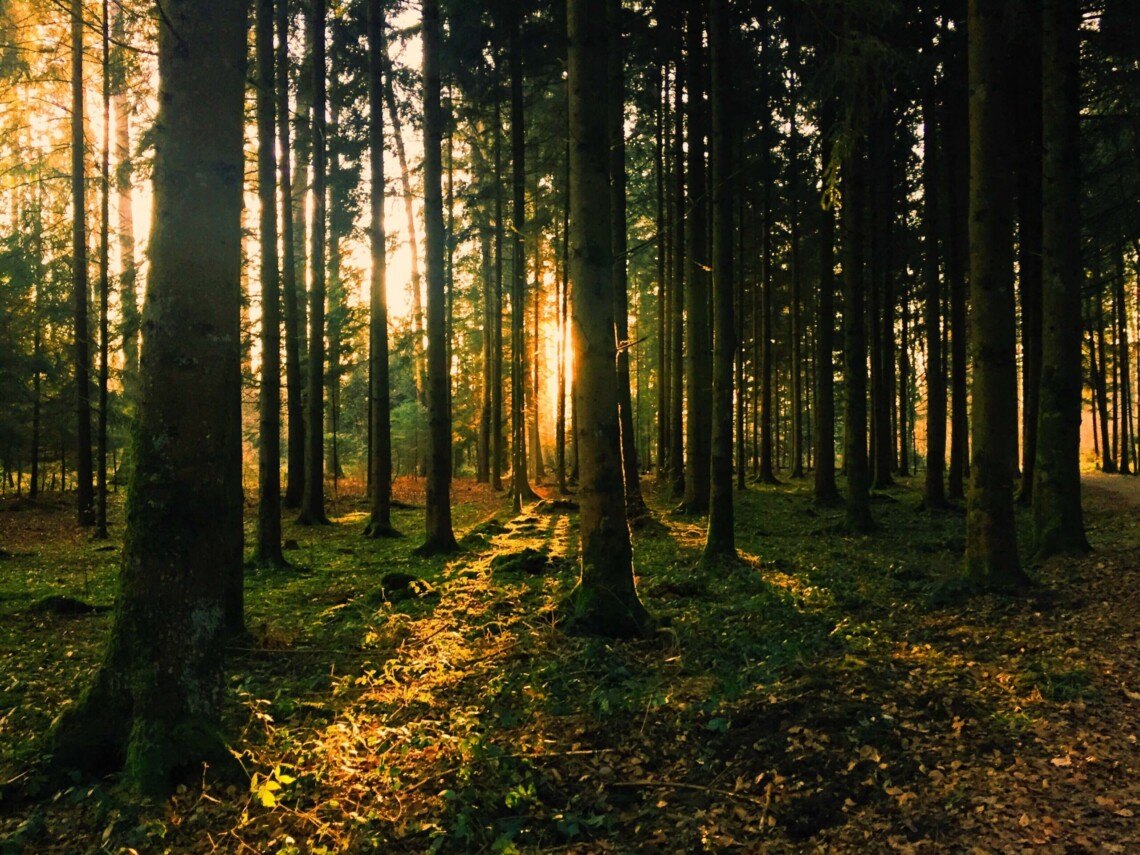Во Львовской области разрешили посещать леса с определенными ограничениями - так, ходить туда можно только пешком, а заезд транспортом запрещается.