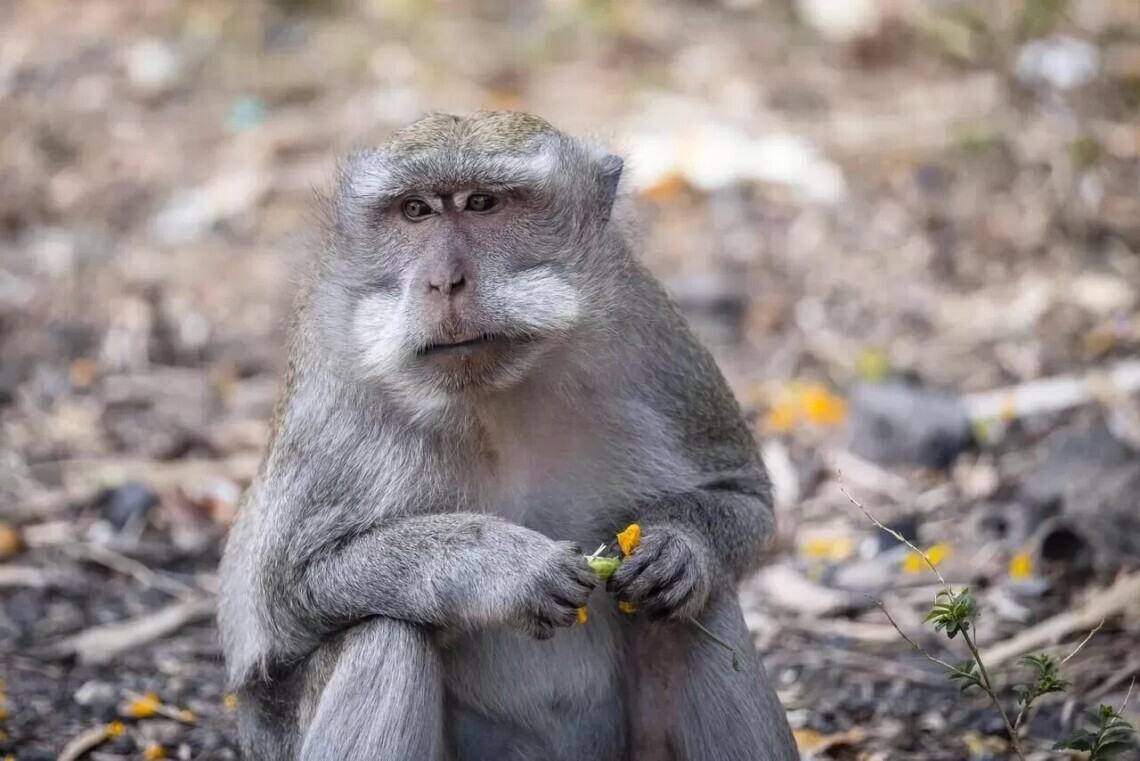 У світі вже зафіксували 80 підтверджених випадків зараження на віспу мавп у 11 країнах, а ще 50 – перебувають на стадії вивчення.