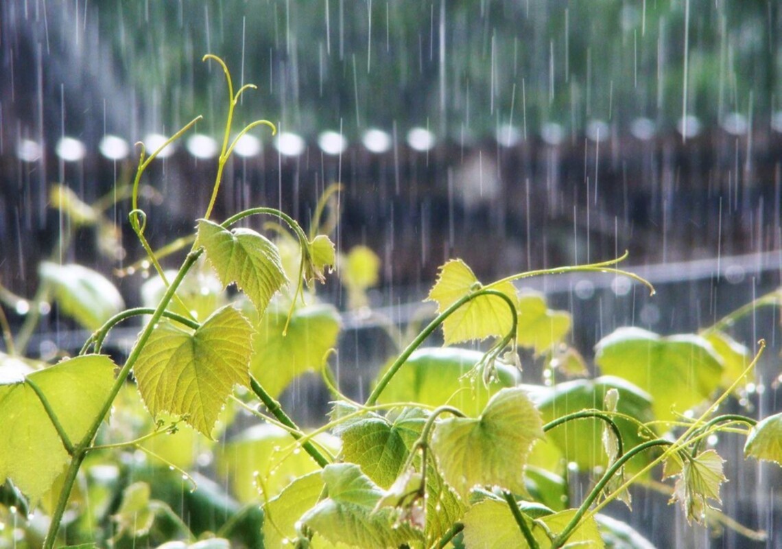 В понедельник, 13 июня, в Украине сохранится жаркая погода, однако возможны кратковременные дожди в некоторых областях.