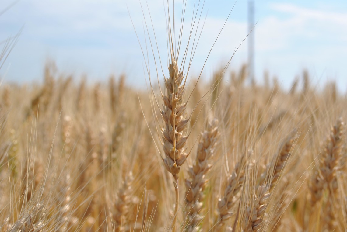 В Україні врожайність пшениці, кукурудзи і ячменю зросла в середньому на 69 відсотків. А лідером зростання врожайності стала кукурудза – на 102 відсотків.