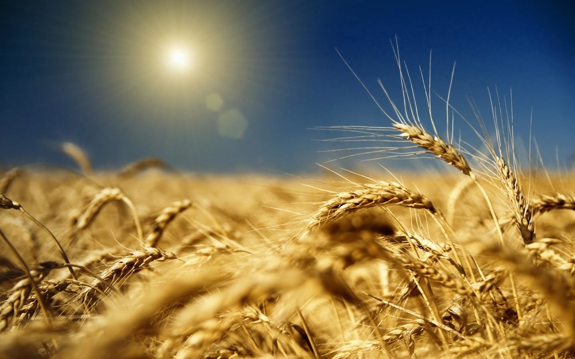 Рост урожайности зерновых будет вполне реальным за счет интенсификации производства в агропромышленном комплексе Украины.
