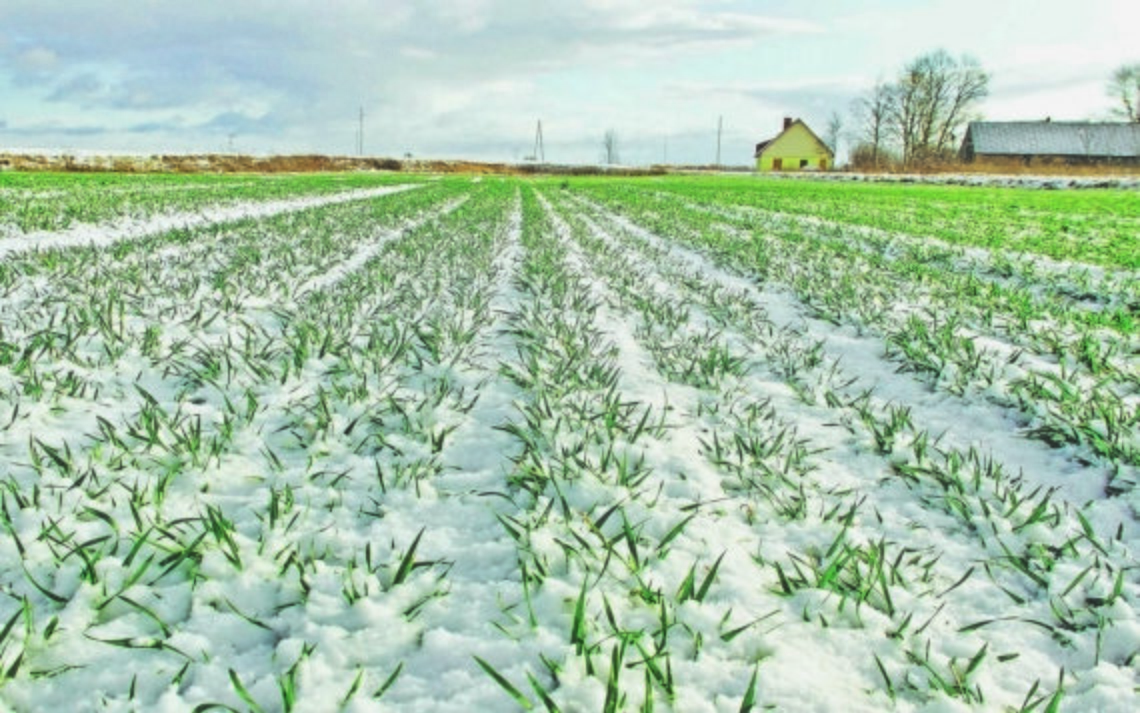 Якщо не буде посухи й пізніх морозів, українські аграрії цілком можуть продемонструвати близьку до рекордної врожайність озимих і в новому сезоні.