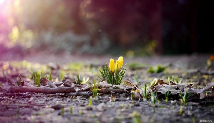 В останній день зими, 28 лютого, в Україні буде генеральна репетиція весни – прийде потепління.