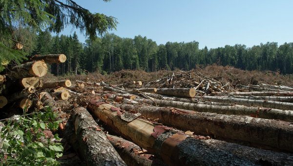 Единый реестр позволит создать систему, чтобы с помощью маркировки отслеживать путь древесины от леса до конечного покупателя.