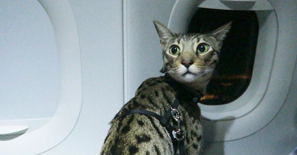 В столичном аэропорту Киев на два часа задержали рейс Киев-Анкара. Самолет не мог взлететь из-за котов на борту. Хозяин котов отказался выходить.