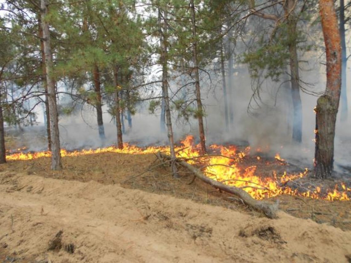 Пожежу, що виникла на території на території Олешковского лісомисливського господарства, вдалося локалізувати.