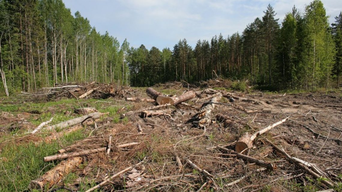 Верховная Рада приняла закон, который предусматривает повышение ответственности за незаконный вывоз из Украины леса и лесоматериалов.