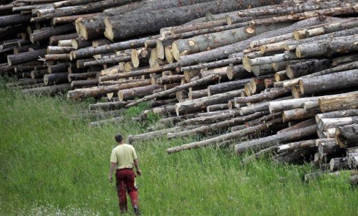 Кабінет міністрів у вересні відзвітує про проведену роботу щодо боротьби з контрабандою лісу.