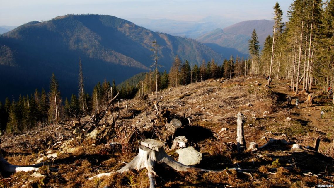 Порошенко подав пропозиції до закону щодо переміщення необроблених лісоматеріалів, на який він наклав вето.