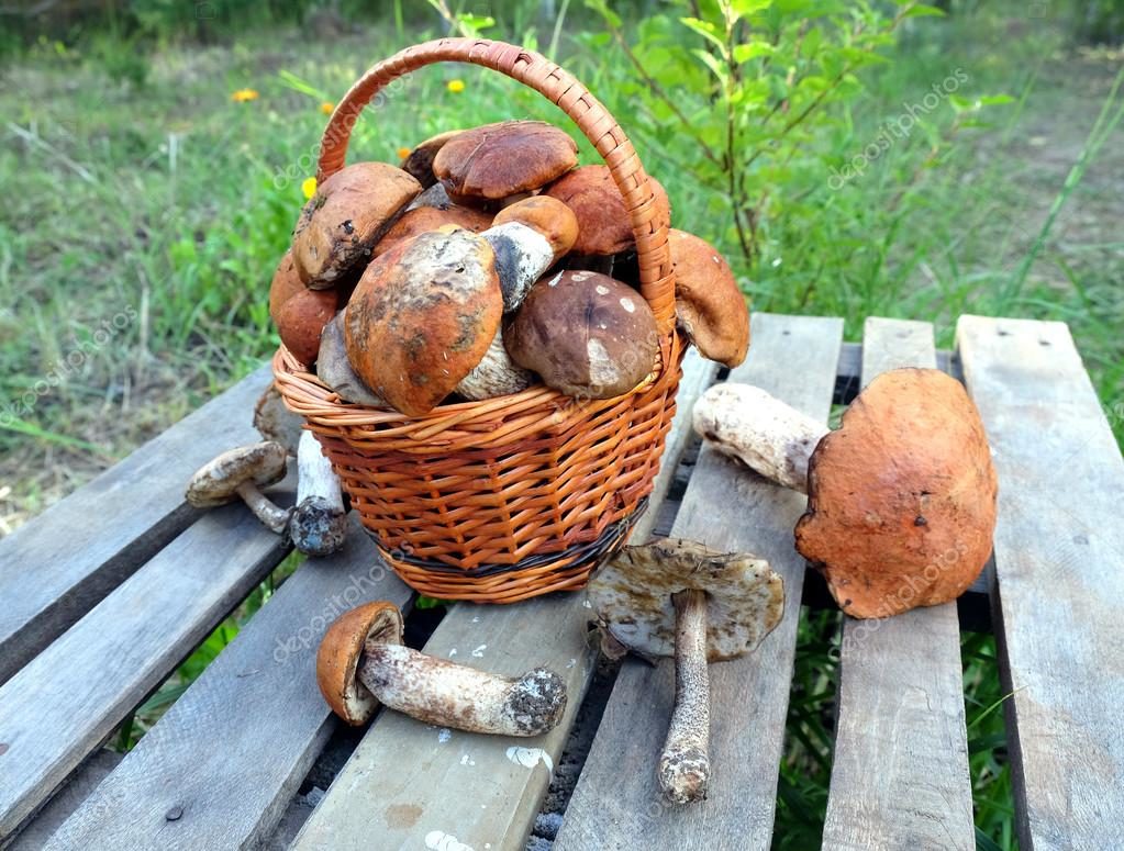 Супрун закликає бути обережними з грибами – з 2 тисяч грибів, які ростуть в Україні, їстівними є не більш ніж 500.