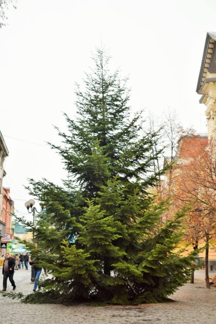 Высота дерева - 9 метров, подарил его городу местный предприниматель. Градоначальник отметил, что на днях елку украсят, а в воскресенье, 2 декабря, официально зажгут на ней огни.