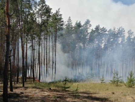 На место происшествия приехали пожарные. Они установили, что сгорело уже 5 га хвойного леса. Впоследствии пожар локализовали, ликвидация еще продолжается.